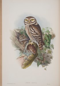 Athene Noctua, plaat uit The Birds of Great Britain door John Gould, uitgegeven 1862-73 door John Gould