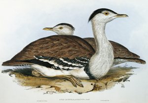 Australische trap (Otis australasianus) door John Gould