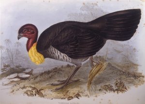 Australische borstelkalkoen (Alectura lathami), gravure