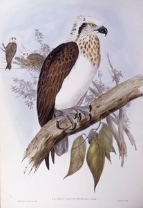 Australische visarend (Pandion haliaetus cristatus), gravure door John Gould