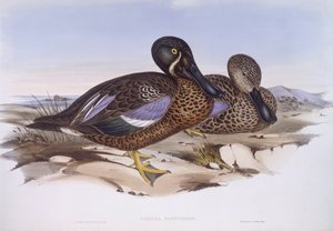 Australische slobeend (Anas rhynchotis), gravure door John Gould door John Gould