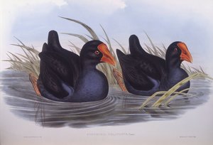 Australische purperkoet (Porphyrio melanotus), gravure door John Gould door John Gould