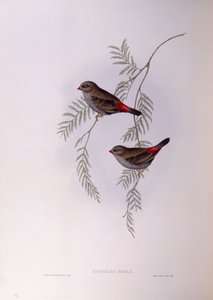 Mooie vuurstaart (Stagonopleura bella), gravure door John Gould door John Gould