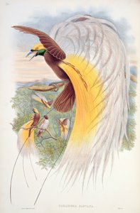 Paradijsvogel, uit 
