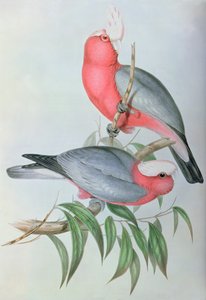 Vogels van Azië