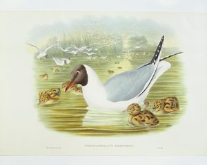 Zwartkopmeeuw (Larus ridibundus), gravure door John Gould, William Hart, H C Richter door John Gould