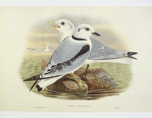 Drieteenmeeuw (Rissa tridactyla), Gravure door John Gould, William Hart, H C Richte