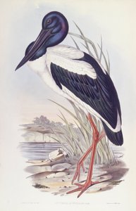Zwartnekkikvors (Ephippiorhynchus asiaticus), gravure door John Gould