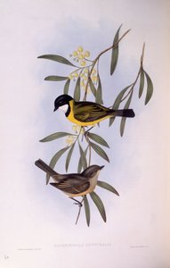 Zwartstaartfluiter (Pachycephala melanura), gravure door John Gould