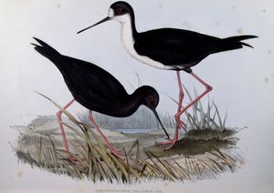 Zwarte Steltkluut (Himantopus novaezelandiae), gravure uit Birds of Australia