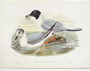 Bonapartes meeuw (Larus philadelphia), illustratie door John Gould