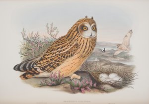 Brachyotus Palustris, plaat uit The Birds of Great Britain door John Gould, uitgegeven 1862-73
