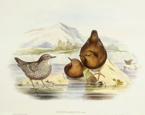 Bruine waterspreeuw (Cinclus pallasii), Gravure door John Gould