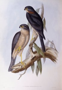 Bruine Waterspreeuw (Cinclus pallasii), Gravure door John Gould door John Gould