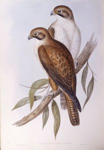 Bruine valk (Falco berigora occidentalis), Gravure door John Gould door John Gould