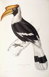 Buceros Cavatus door John Gould