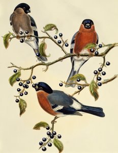 Goudvink (Pyrrhula pyrrhula), gravure door John Gould (1804-1881), Verenigd Koninkrijk door John Gould