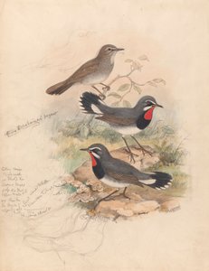 Calliope Tschebaiewi, Prjev. door John Gould
