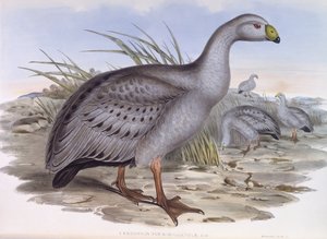 Kaapse Barren gans (Cereopsis novaehollandiae), gravure door John Gould