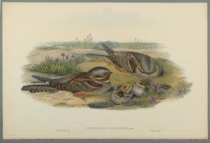 Caprimulgus Europaeus
