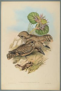 Caprimulgus Mahrattensis, Nachtzwaluw door John Gould