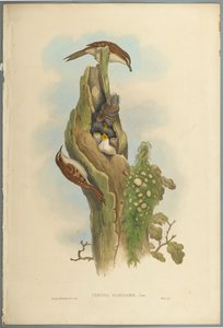 Certhia Familiaris - Boomkruiper door John Gould