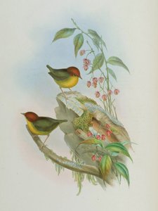 Cettia castaneocoronata door John Gould