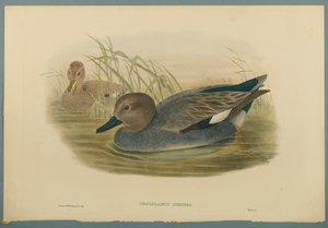 Chaulelasmus Strepera: Krakeend door John Gould