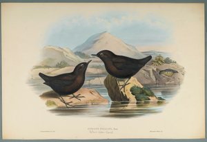 Cinclus Pallasi: Pallas Waterspreeuw door John Gould