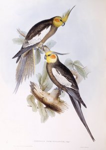 Valkparkiet (Nymphicus hollandicus), gravure door John Gould door John Gould