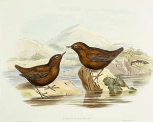 Kraagvalk (Accipiter cirrocephalus), gravure door John Gould door John Gould