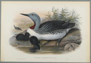 Colymbus Septentrionalis: Roodkeelduiker
