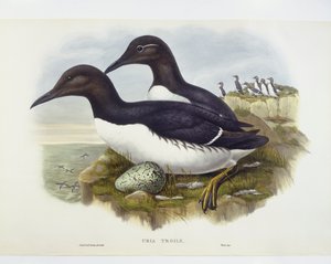 Zeekoet (Uria aalge), gravure door John Gould, William Hart, H C Richter door John Gould