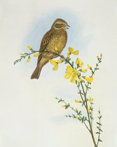 Grauwe gors (Miliaria of Emberiza calandra), Gravure door John Gould