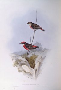 Roodborsttapuit (Epthianura tricolour), gravure door John Gould door John Gould