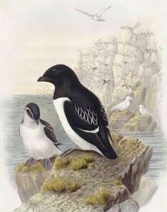 Kleine alk (Alle alle), Gravure door John Gould door John Gould