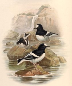 Enicurus scouleri door John Gould