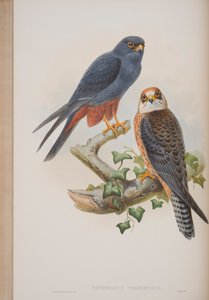 Erythropus Vespertinus, plaat uit The Birds of Great Britain door John Gould, 1862-73