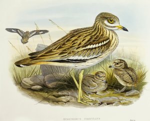 Euraziatische dikkop (Burhinus oedicnemus), gravure