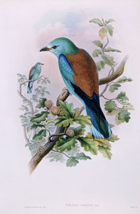 Europese roller; Coracias Garrula, 1862-1873