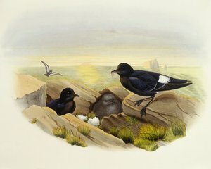 Europese stormvogel (Hydrobates pelagicus), Gravure door John Gould door John Gould