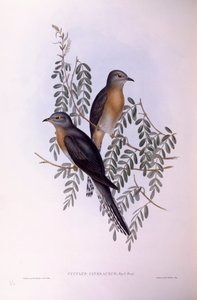 Waaierstaartkoekoek (Cacomantis flabelliformis), gravure door John Gould door John Gould