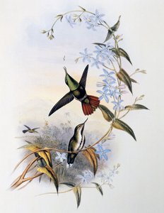 Vuurstaart Awlbill (Avocettula recurvirostris)