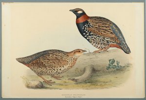 Francolinus Vulgaris: Europese Francolin