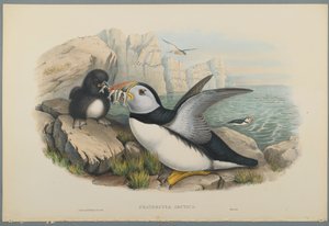 Fratercula Artica: Papegaaiduiker door John Gould