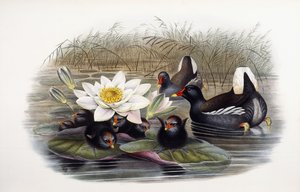 Gallinula Chloropus door John Gould