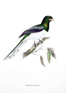 Reuzentrogan, vogel uit India, gravure uit boek van John Gould (1804-1881) "Tropische Vogels"