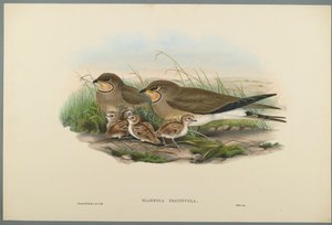 Glareola Pratincola - Vorkstaartplevier door John Gould