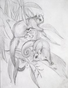 Glijdende Possums door John Gould
