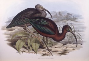 Glanzende Ibis (Plegadis falcinellus), Gravure door John Gould